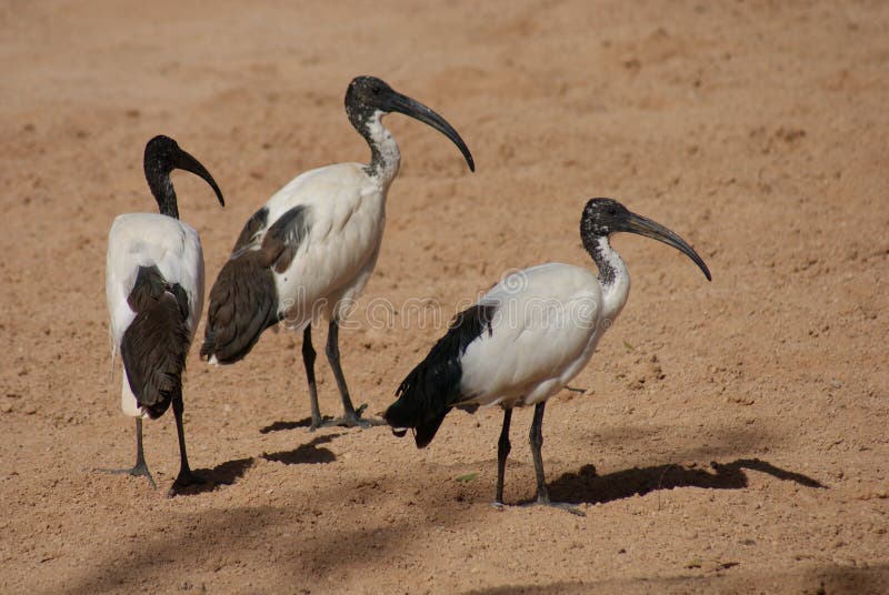 African Sacred Ibis - Threksiornis aethiopicus