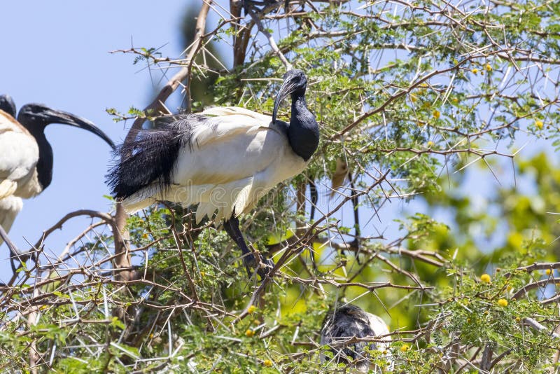 African Sacred Ibis Threskiornis aethiopicus, Leidam, Montagu, Western cape, South Africa. Adult in breeding plumage in the