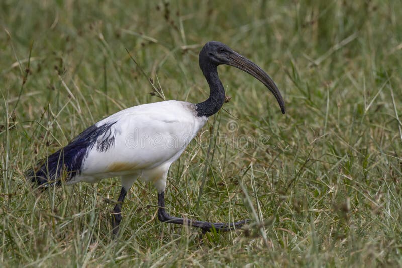 African sacred ibis Threskiornis aethiopicus