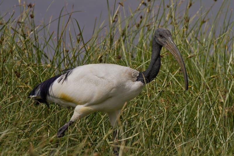 African sacred ibis Threskiornis aethiopicus