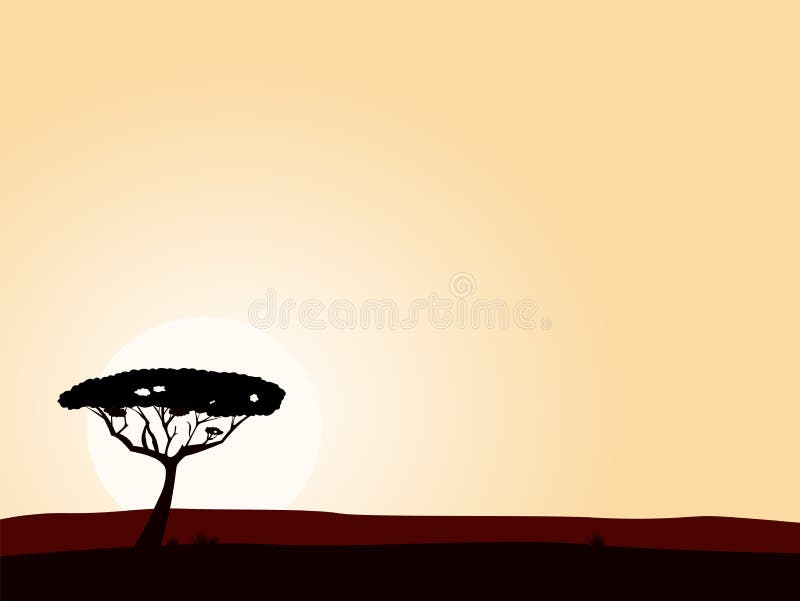African safari background with acacia black tree