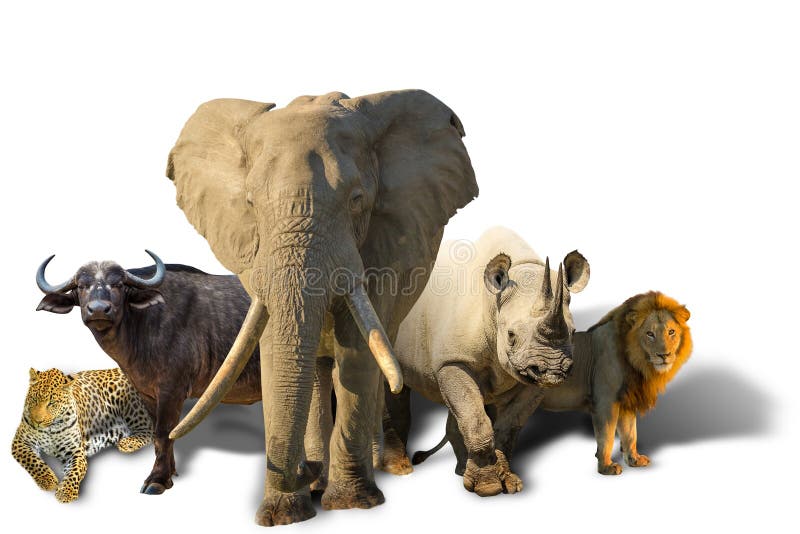 African Big Five isolated stock image. Image of wildlife - 130166939
