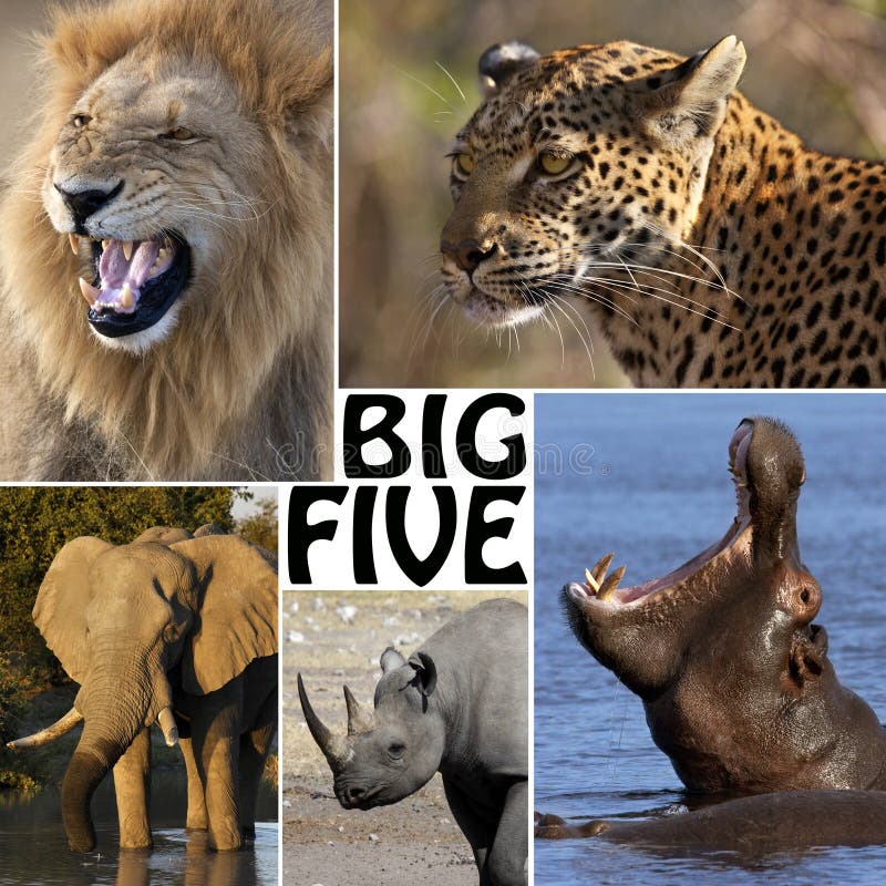 African Safari - the Big Five Stock Photo - Image of pachyderm, animal: 32928154 African Safari - the Big Five Stock Photo - Image of pachyderm, animal: 32928154