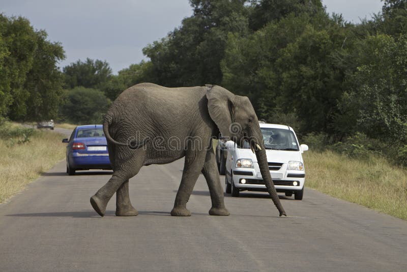 African Safari Elephant, cross the road