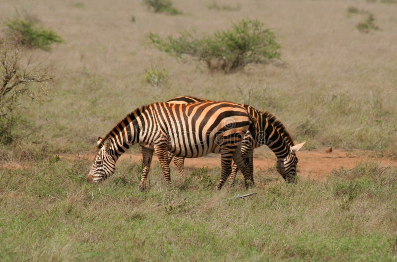 African safari- zebras