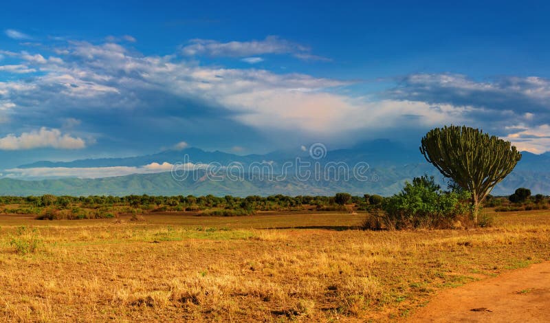 African savanna