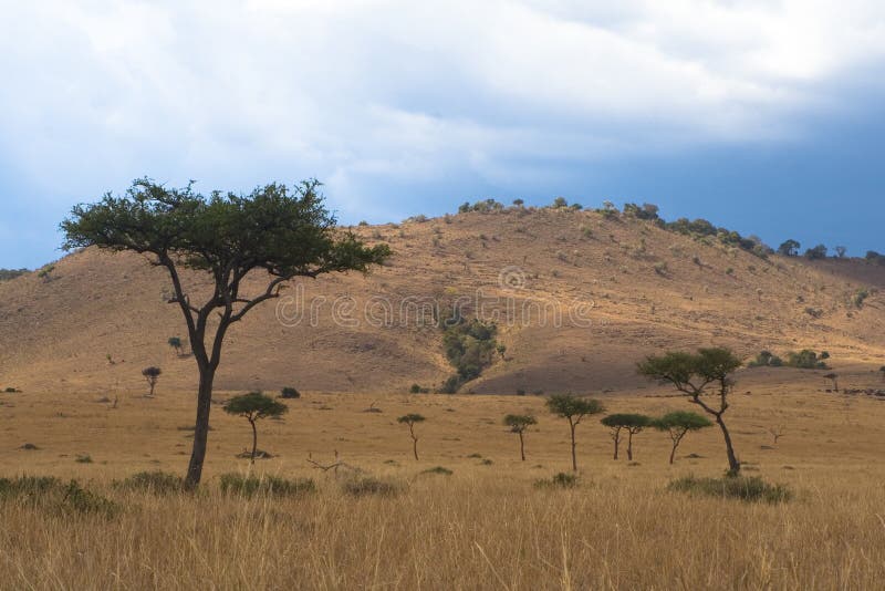 African Savanna