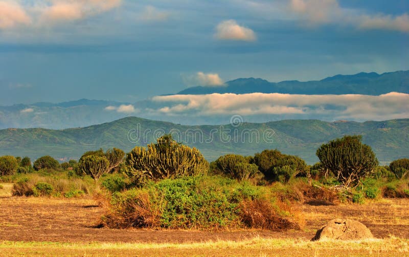 African savanna