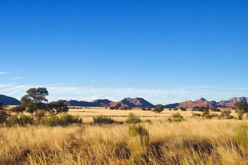 African savanna landscape