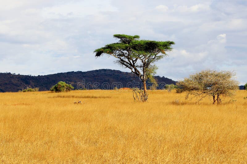 African savannah stock image. Image of journey, kenya - 33672451