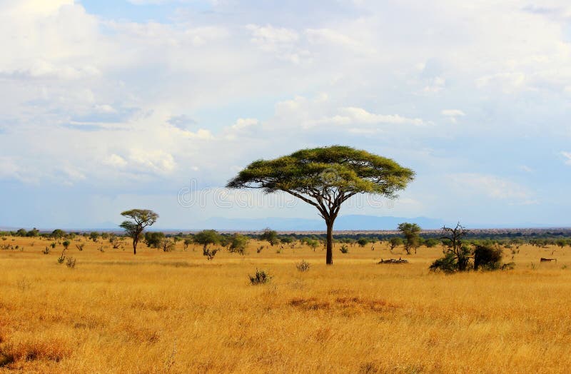 African savannah royalty free stock images African savannah royalty free stock images