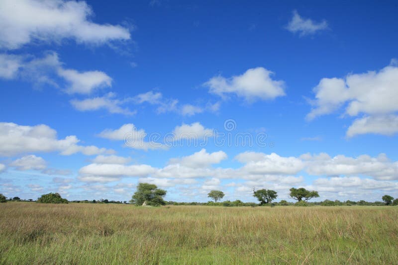 African savannah summer pictrures wild safari Tanzania Rwanda Botswana Kenya