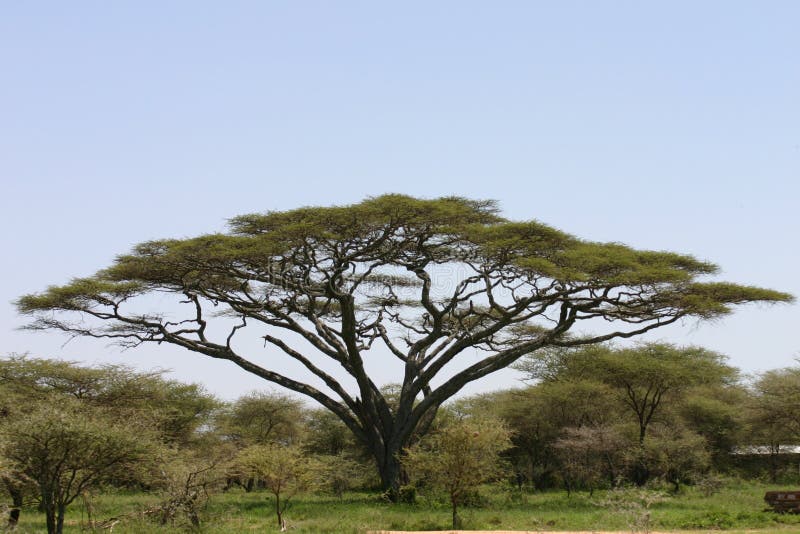 African savannah summer pictrures wild safari Tanzania Rwanda Botswana Kenya