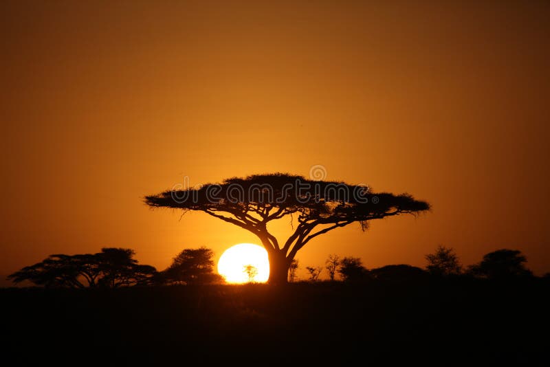 African savannah summer pictrures wild safari Tanzania Rwanda Botswana Kenya