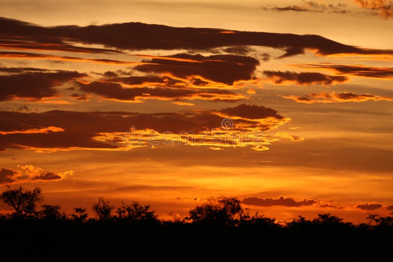 African savannah summer wild safari Tanzania Rwanda Botswana Kenya