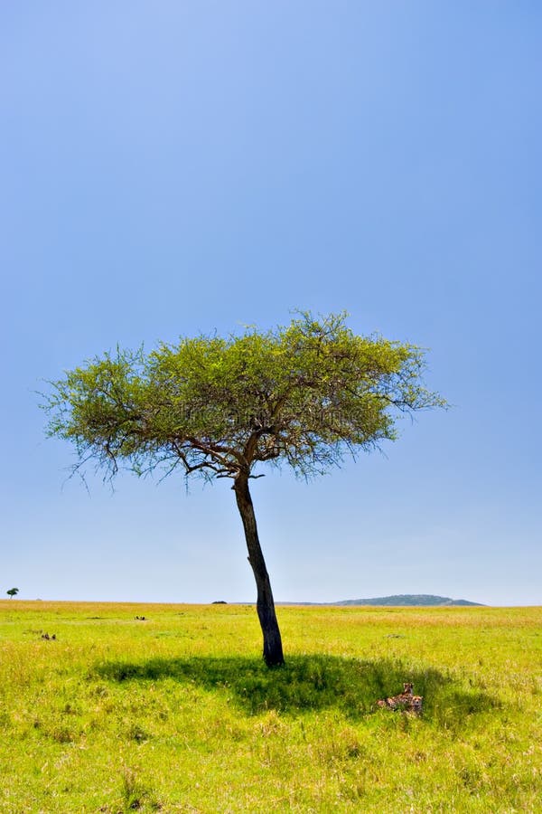 African Scene stock image. Image of game, resting, ecological - 1694773