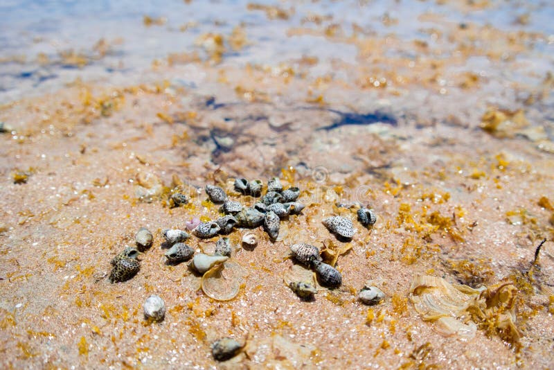 African seashells stock image. Image of makadi, redsea 60438069