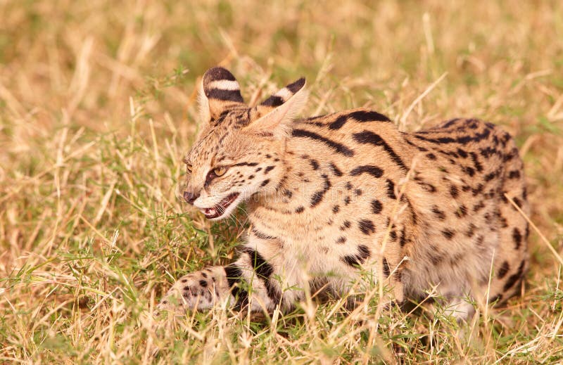 African Serval (Leptailurus serval)