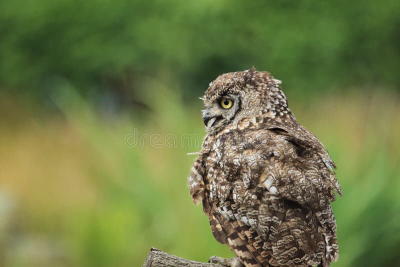 276 African Spotted Eagle Owl Stock Photos Free & RoyaltyFree Stock Photos from Dreamstime