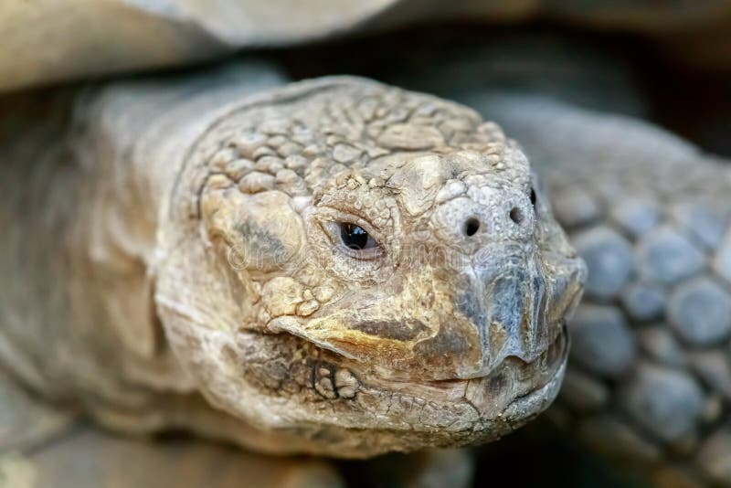 African Spurred Tortoise Centrochelys sulcata head shot. stock photos African Spurred Tortoise Centrochelys sulcata head shot. stock photos