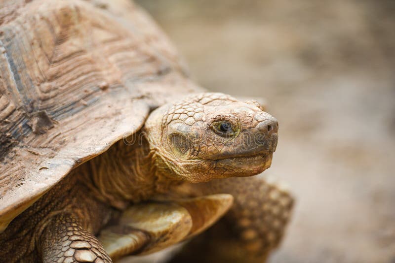 African spurred tortoise / Close up head turtle royalty free stock photos African spurred tortoise / Close up head turtle royalty free stock photos
