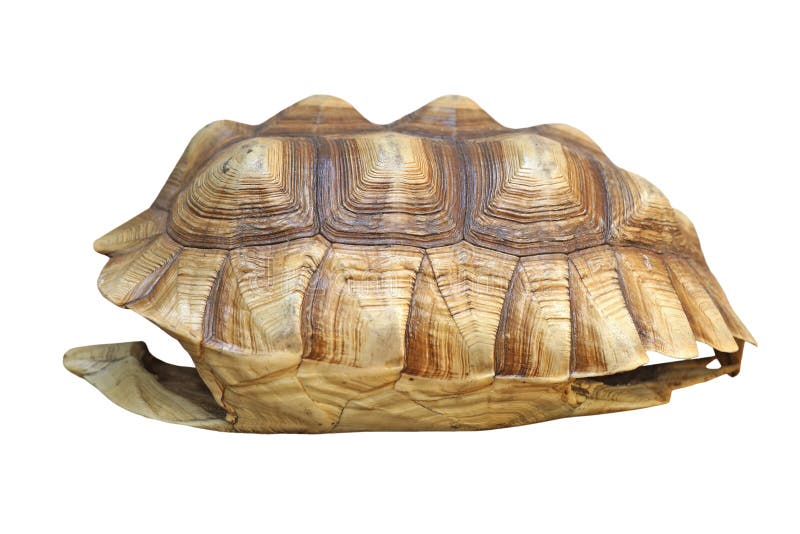 6,040 Tortoise Shell Isolated Stock Photos - Free & Royalty-Free Stock  Photos from Dreamstime