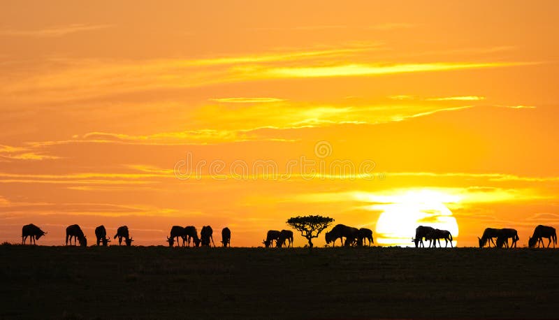 African sunrise stock image African sunrise stock image