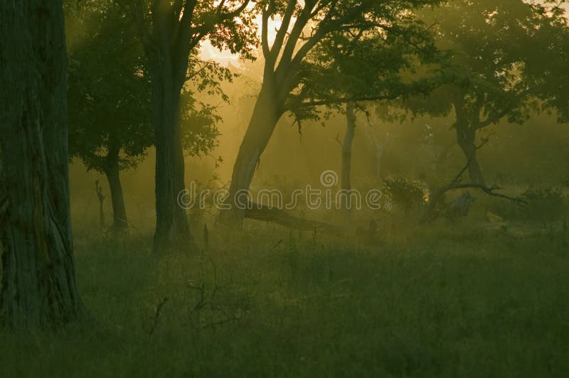 African sunrise royalty free stock image