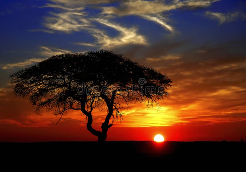 Hermoso atardecer reconocemos ágata un árbol ()  