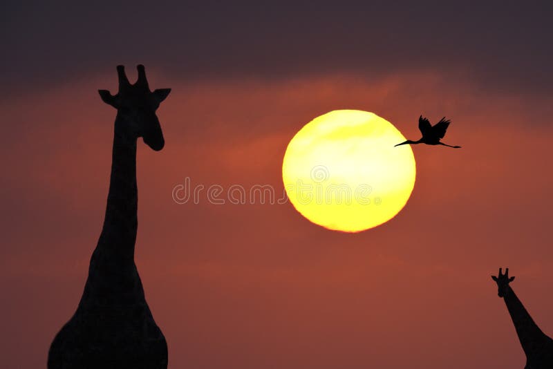 African sunset - Okavango Delta - Botswana stock photography