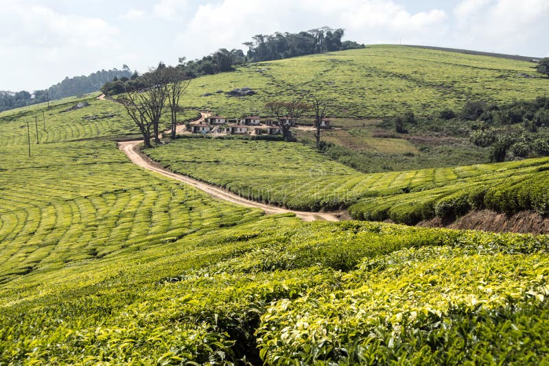 African tea plantations royalty free stock photo African tea plantations royalty free stock photo