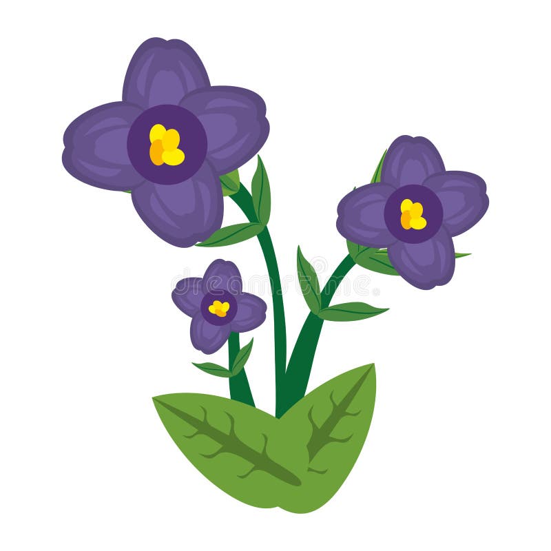african violet flower image vector illustration african violet flower image vector illustration