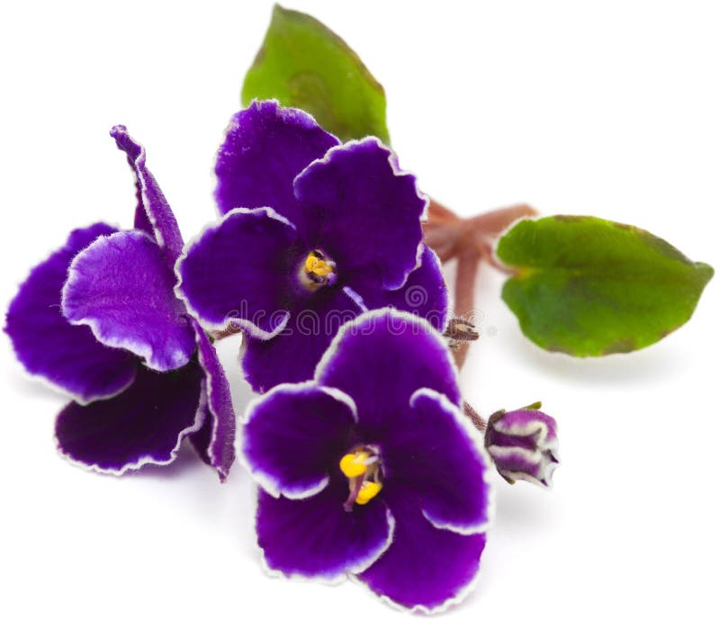 African violet