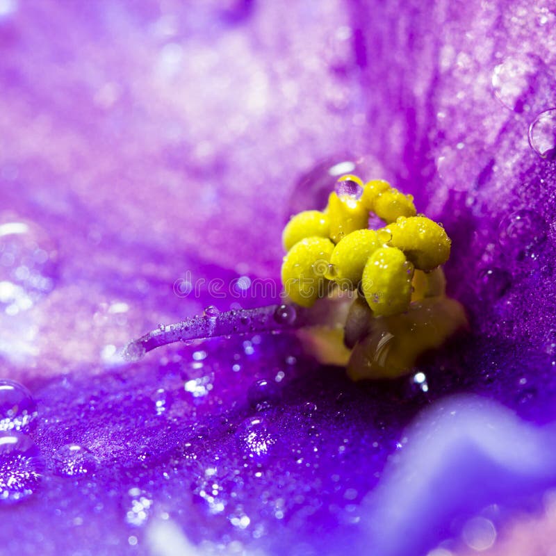 African Violet with Water Drops Stock Photo Image of details, green 66618588