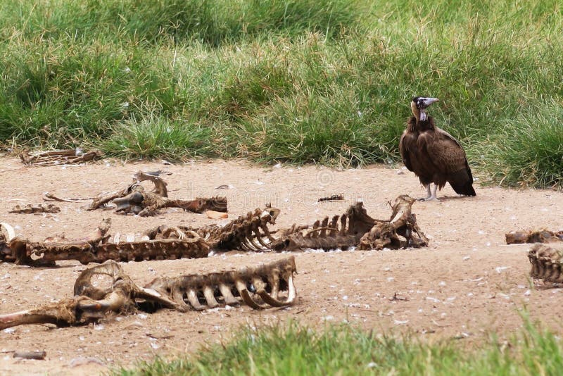 African Vulture and Bones