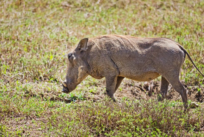 African warthog. Svinoobraznoe animals of the African stock images African warthog. Svinoobraznoe animals of the African stock images