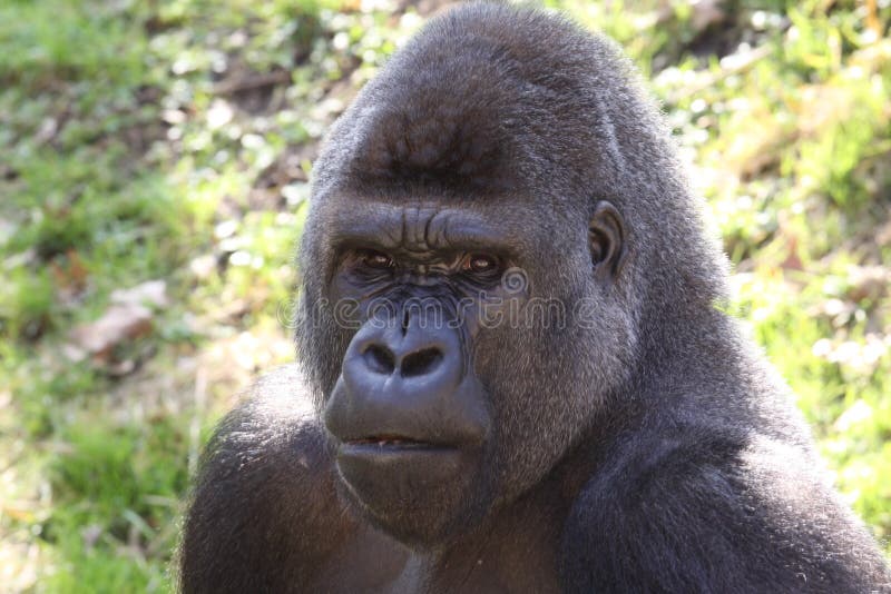 African western lowlands gorilla