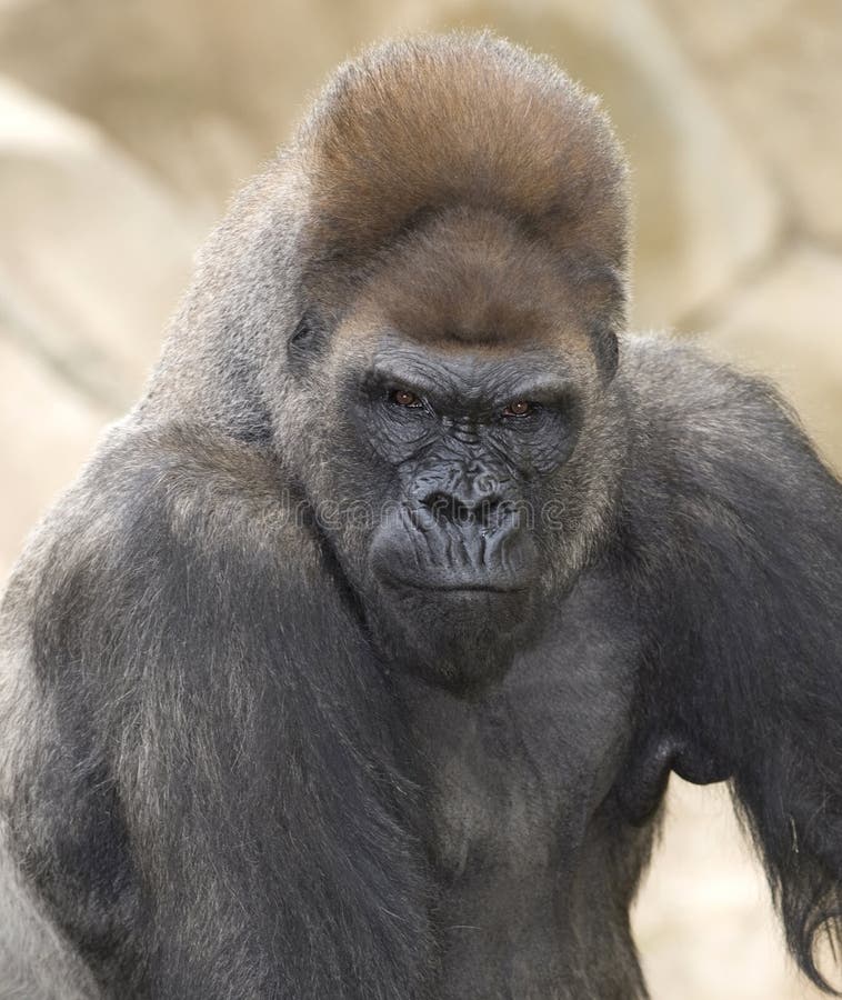 African western lowlands gorilla silverback