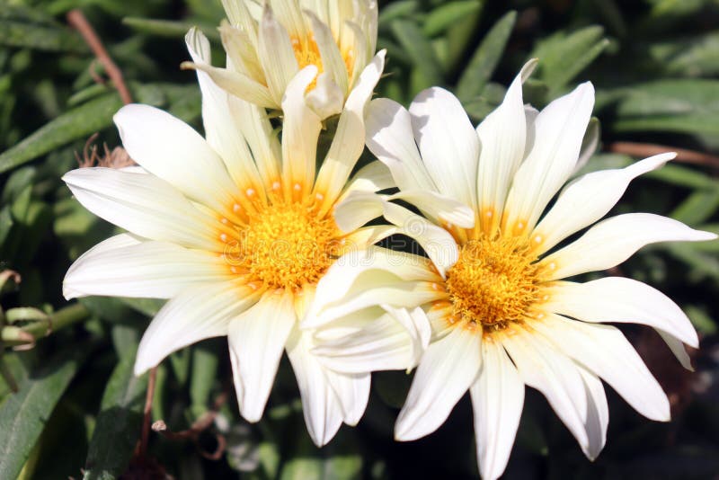 African White Daisy Ground Cover Stock Image Image of subfamilies
