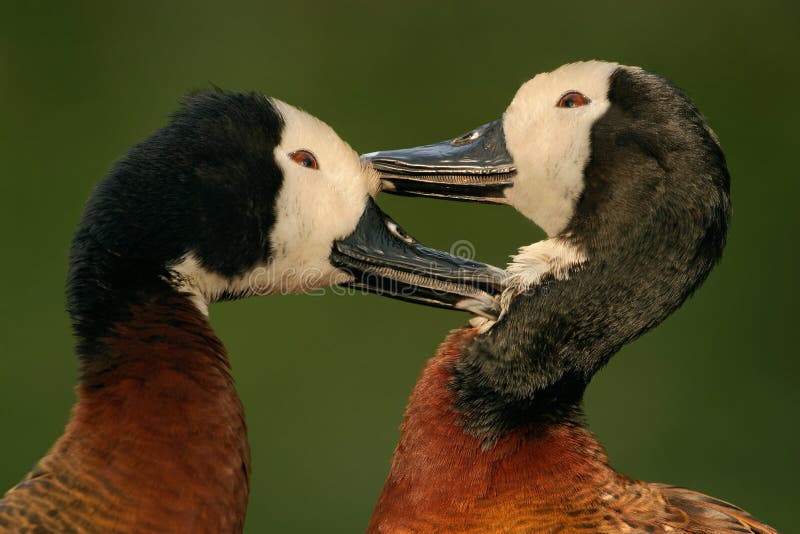 African white-faced ducks stock image