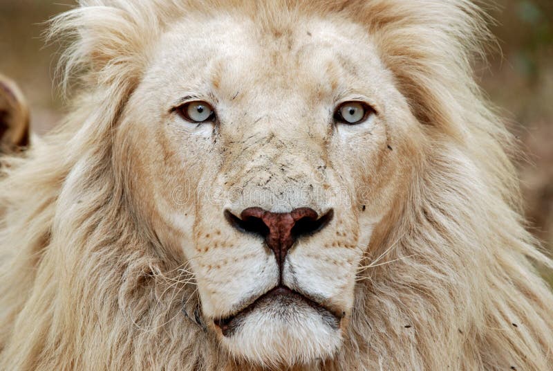 African White Lion Portrait Stock Photo - Image of feline, leader: 6883964