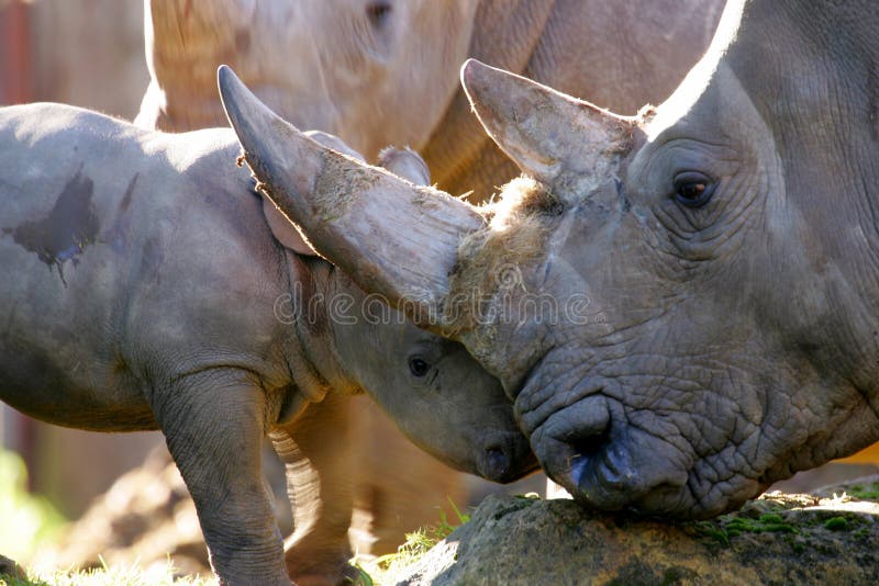 African White Rhino