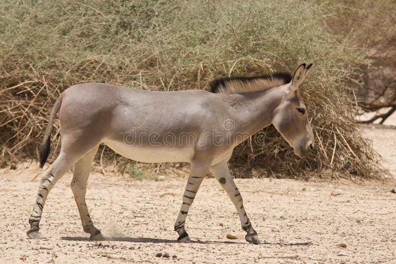 Salvaje burro,,.