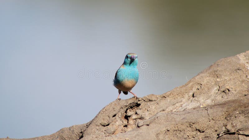 African Wild Birds - Blue Waxbill - Cute Blue