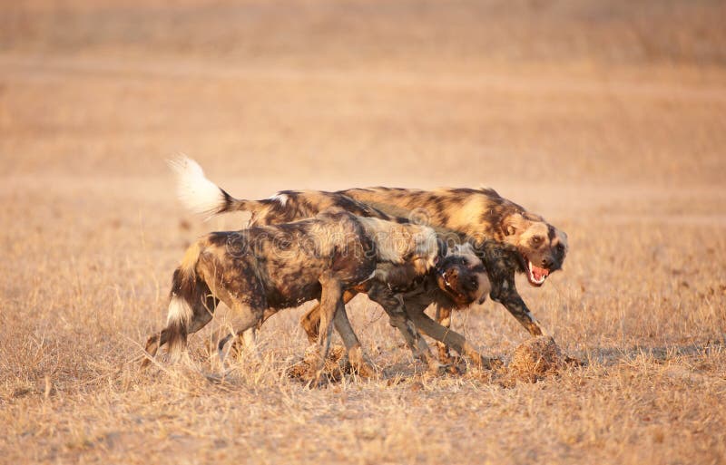 African Wild Dog (Lycaon pictus)