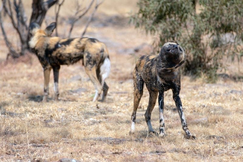 Do African Wild Dogs Eat Baboons
