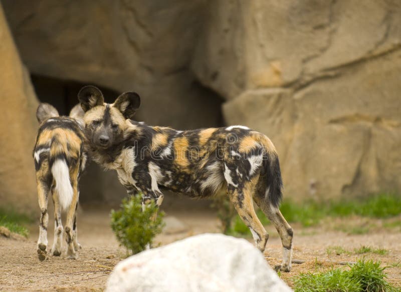 African wild dogs