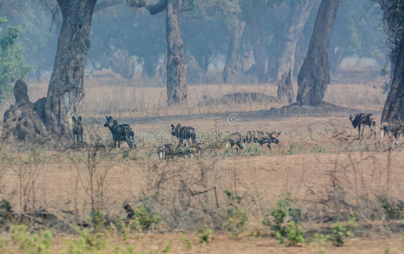 African wild dogs in the Savannah off in Zimbabwe, South Africa stock photos African wild dogs in the Savannah off in Zimbabwe, South Africa stock photos