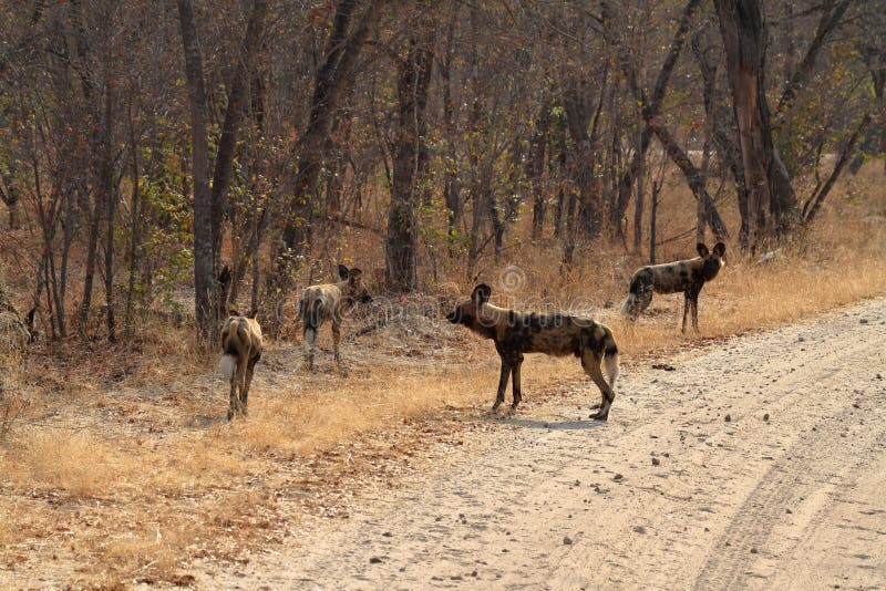 African Wild Dogs in the Savannah of Zimbabwe Stock Photo Image of
