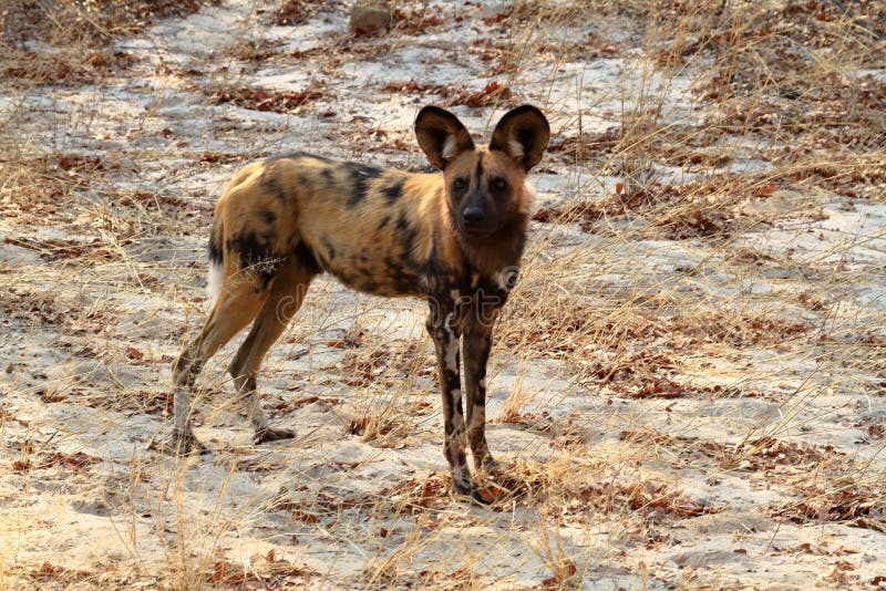 African Wild Dogs in the Savannah of Zimbabwe Stock Image Image of zambia, african 133964555